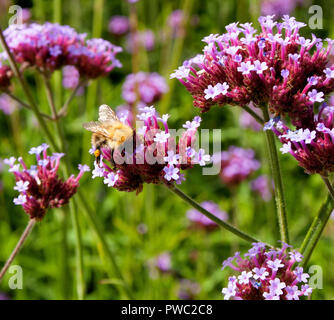 Biene sammelt Pollen aus dem Argentinischen Vervain (Verbena Bonariensis) Stockfoto