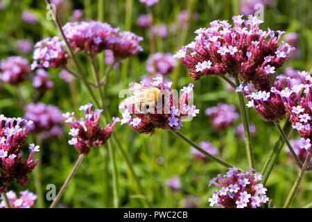 Biene sammelt Pollen aus dem Argentinischen Vervain (Verbena Bonariensis) Stockfoto