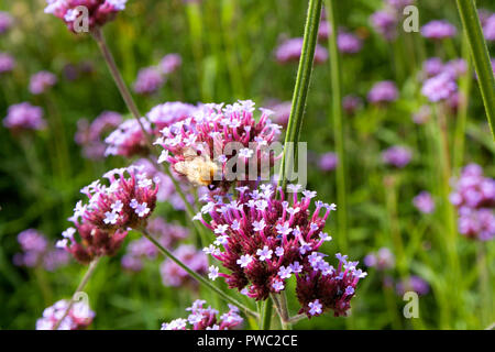 Biene sammelt Pollen aus dem Argentinischen Vervain (Verbena Bonariensis) Stockfoto