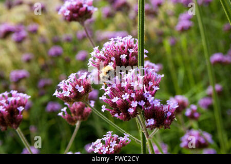 Biene sammelt Pollen aus dem Argentinischen Vervain (Verbena Bonariensis) Stockfoto