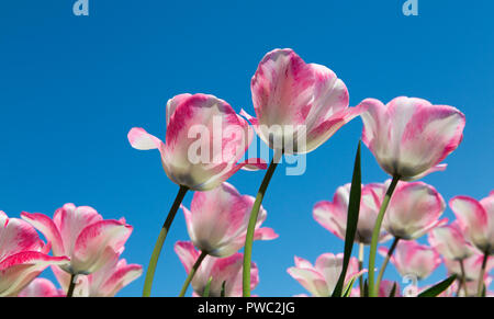 Rosa-weißen Tulpen, Die Niederlande Stockfoto