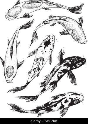 Satz von Koi Karpfen, japanischen Fisch. koreanischen Tiere. Gravur von Hand gezeichnete Linie kunst Vintage tattoo monochrom Skizze für das Label. Stock Vektor