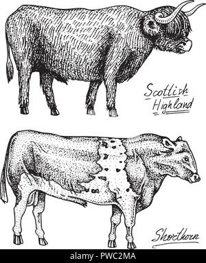 Tiere Stiere und Kühe. Verschiedene Rassen von Haustieren. Graviert Hand gezeichnet monochrom Skizze. Vintage line Art. Stock Vektor