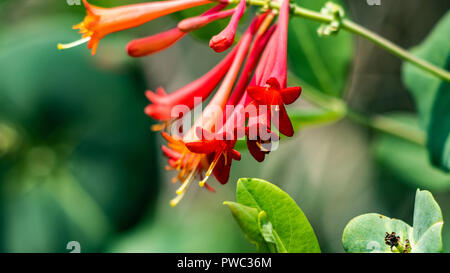 Trompete Honeysuckle, Lonicera sempervirens, Colorado, USA Stockfoto