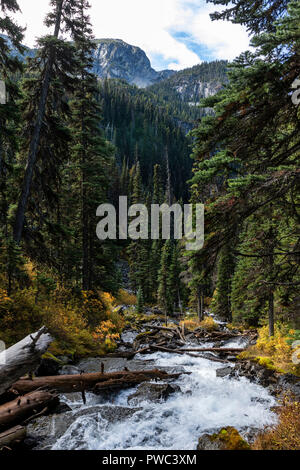 Fluss im Wald an joffre Lakes Provincial Park British Columbia Kanada Stockfoto