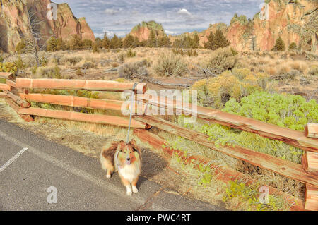 Wanderungen mit meinem Hund bei Smith Rock State Park in Oregon Stockfoto