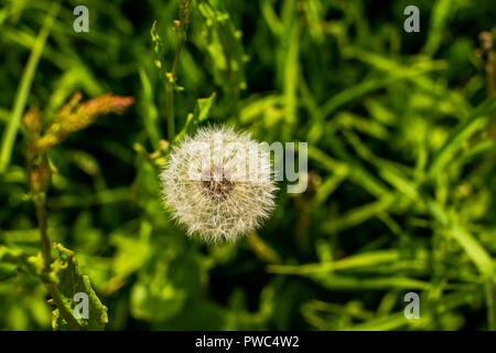 Anzeigen von isolierten Löwenzahn von oben auf grünem Hintergrund. Platz kopieren Stockfoto