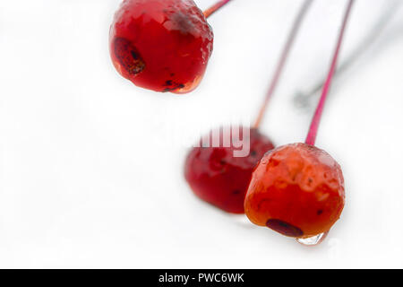 Regentropfen auf die Früchte der Crabapple, Malus oder wilde Apfel, Baum an einem regnerischen Herbstmorgen. Stockfoto