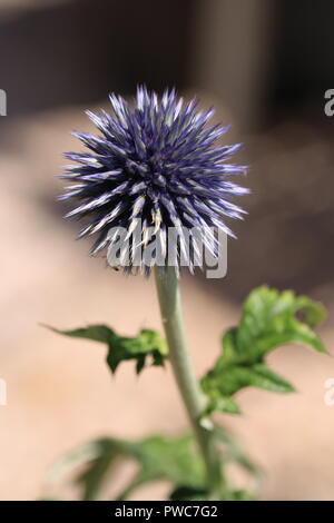 Allium Samen Kopf im Herbst. Stockfoto