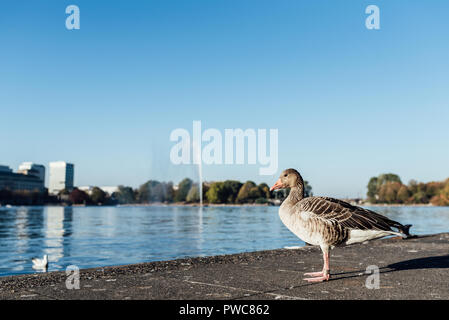 Grey Goose auf See an der Alster in Hamburg, Deutschland Stockfoto
