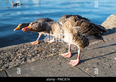 Close-up von Goose am Seeufer von Wasser an einem sonnigen Tag Stockfoto