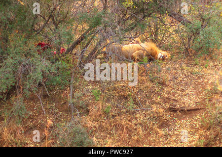Löwe liegend im Busch Niederlassungen in Krüger Nationalpark, Südafrika. Panthera leo in der Natur Lebensraum. Der Löwe ist ein Teil der Großen Fünf. Trockene Jahreszeit, Winter. Stockfoto