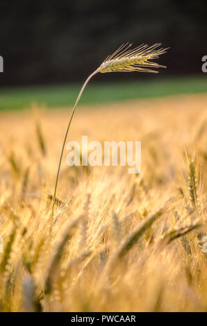 Ein weizenfeld, die aus reifen Weizenfeld im Sommer. Stockfoto