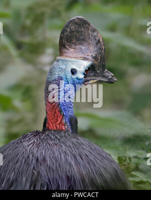 Southern Cassowary (Casuarius casuarius) Stockfoto