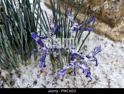 Im späten Winter Schnee und Zwerg Schwertlilien, Iris Reticulata, Sorte "George" in Blüte. Stockfoto