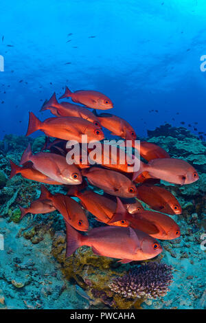 (Rote Pinjalo Schnapper Pinjalo lewisi), Papua Neu Guinea | Schlank Pinjalos (Pinjalo lewisi), Schulbesuch, Papua-Neuguinea Stockfoto