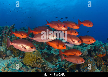 (Rote Pinjalo Schnapper Pinjalo lewisi), Papua Neu Guinea | Schlank Pinjalos (Pinjalo lewisi), Schulbesuch, Papua-Neuguinea Stockfoto