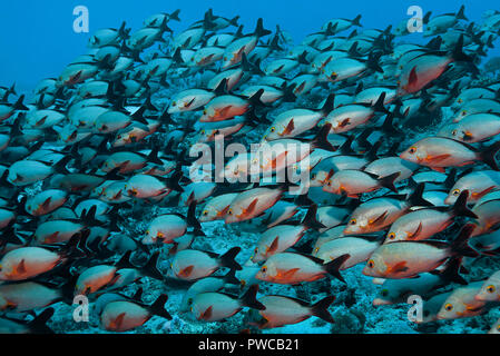 Ein Schwarm Buckel-Schnapper (Lutjanus gibbus), Malediven | Humpback Snapper (Lutjanus gibbus), große Schule, Malediven Stockfoto