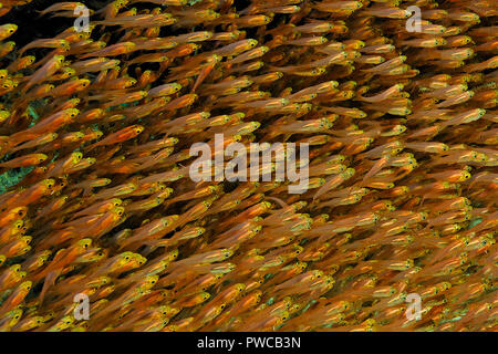 Glas Fische, Pygmy Sweeper (Parapriacanthus ransonneti), Ari Atoll, Malediven Stockfoto