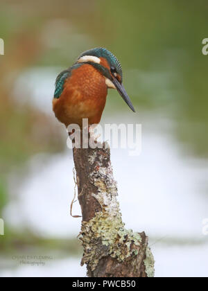 Gemeinsame Eisvogel - Alcedo athis Angeln von einem natürlichen Bach, fließt durch die Stadt Exeter, Devon, Großbritannien. Stockfoto