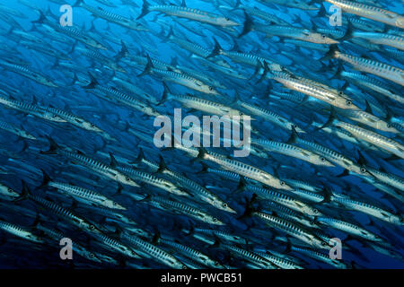 Ein Schwarm Dunkelflossen-Barrakudas (Sphyraena qenie), Sulawesi, Indonesien | Blackfin Barrakuda (Spyraena qenie), Schulbesuch, Sulawesi, Indonesien Stockfoto