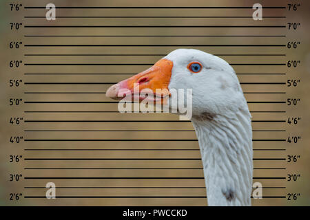 Gans isoliert Nahaufnahme portrait oon Polizei mugshot Line up Stockfoto