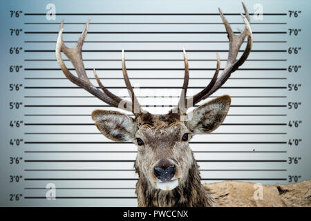 Deer Polizei mugshot Line up Stockfoto