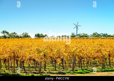 Riverland Weinberg im Herbst mit windmils auf Hintergrund in ländlichen Südaustralien Stockfoto