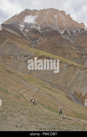 Pack Pferde absteigend die Dundunchen La Pass, Ladakh, Indien Stockfoto
