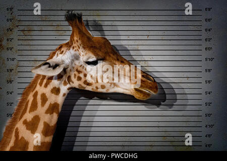 Tansania giraffe an verdächtigem Hintergrund mugshot Polizei Linie Nahaufnahme portrait Stockfoto