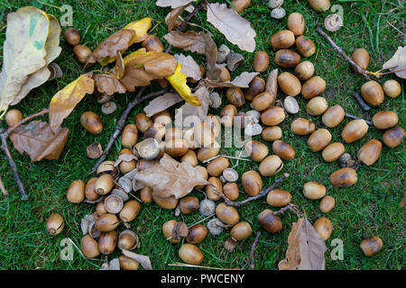 Eicheln oder Eiche, Nüsse, die Muttern der Eichen, die aus dem Baum im Herbst gefallen und zufällig auf dem Gras unter verteilt Stockfoto