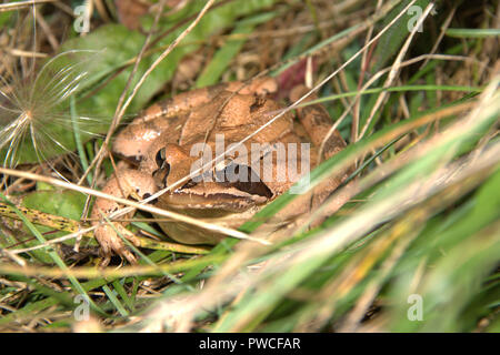 Gelbe Frosch mit schwarzen Details auf der Haut, haben große Augen, sie versteckt im Gras Stockfoto