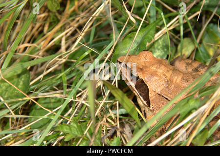 Gelbe Frosch mit schwarzen Details auf der Haut, haben große Augen, sie versteckt im Gras Stockfoto