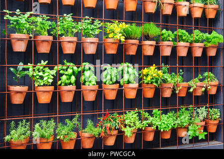 Vertikale Kräutergarten aus einzelnen Terracotta Töpfen auf einem Zaun in einem ruhigen Innenhof als Teil der Landschaft Design, Australien Stockfoto