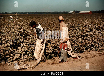 Tagelöhner Baumwolle pflücken, in der Nähe von Clarksdale, Mississippi, ca. 1939 Stockfoto