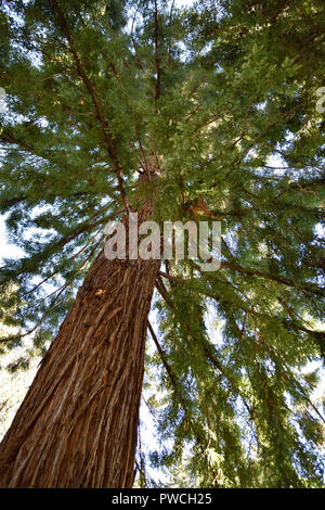 Ein immergrüner Nadelbaum thront über den Wald. Stockfoto