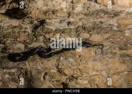 Grau (Ratsnake spiloides Pantherophis) von Union County, Illinois, USA. Stockfoto