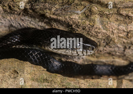 Grau (Ratsnake spiloides Pantherophis) von Union County, Illinois, USA. Stockfoto