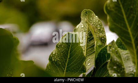 Eine Nahaufnahme der Blätter im Regen bedeckt. Stockfoto