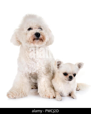 Malteser Hund und Chihuahua vor weißem Hintergrund Stockfoto