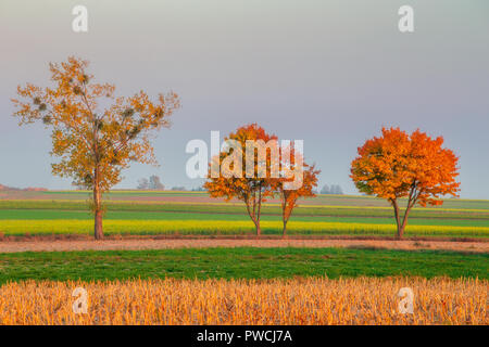 Bäume im Herbst. Gestreiften Farben auf dem Feld als Hintergrund. Orange, Gelb und goldene Blätter in der nachmittäglichen Sonne Stockfoto