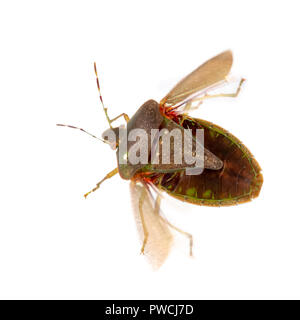 Stinken aka Shield bug, Nezara viridula, Erwachsene im Winter Farben über mit sichtbaren Flügel zu fliegen. Auf weiß isoliert. Makro. Beachten Sie, dass einige der Bewegungsunschärfe. Parasit ei sichtbar. Stockfoto