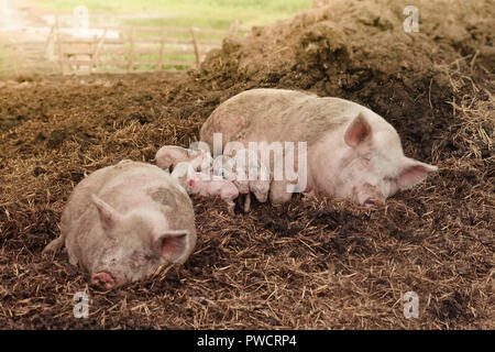 Rosa Elternteil Schweine Stroh dung heap liegen mit mehreren gemischten Ferkel auf einem Bauernhof Hintergrund Stockfoto