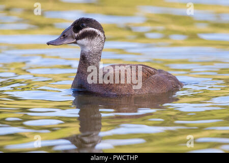 White-headed Duck (Oxyura leucocephala), Seitenansicht eines erwachsenen weiblichen in einem See Stockfoto