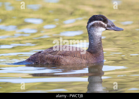 White-headed Duck (Oxyura leucocephala), Seitenansicht eines erwachsenen weiblichen in einem See Stockfoto