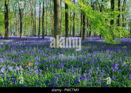 Herrliche Bluebells in Dockey Holz, Ashridge, Hertfordshire Stockfoto