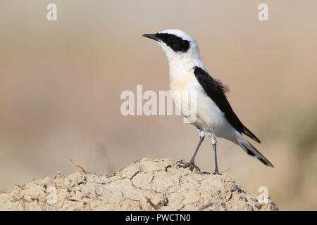 Eastern black-eared Steinschmätzer (Oenanthe hispanica Lalage), Seitenansicht eines männlichen Erwachsenen auf dem Boden in Italien Stockfoto