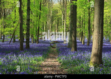 Herrliche Bluebells in Dockey Holz, Ashridge, Hertfordshire Stockfoto