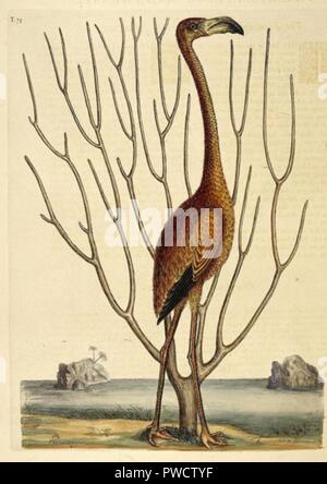 Abbildung: rosa Flamingo Stockfoto