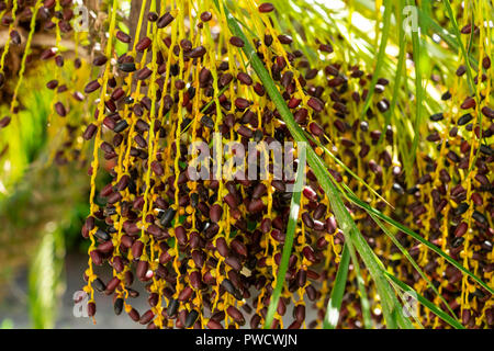 Oak (Phoenix roebelenii) Frucht closeup - Davie, Florida, USA Stockfoto